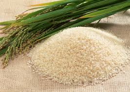 شمال تامین‌کننده مصرف برنج بازار ایران