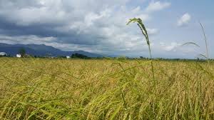 برنج هاشمی شمال
