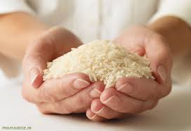 بازرگانی برنج شمال مرغوب کشور