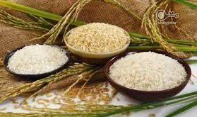 خریدار برنج اصل شمال