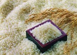 خرید عمده برنج