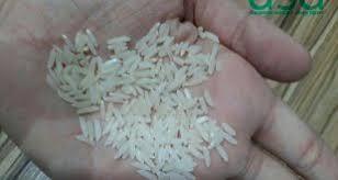 توزیع برنج شکسته شمال